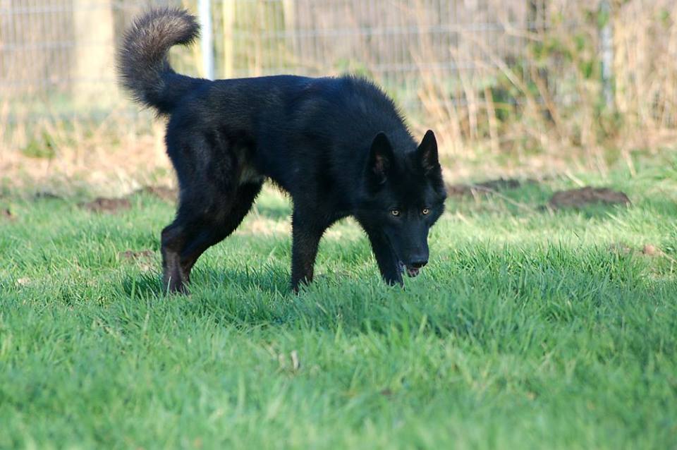 Wolfhund Evoy Lycanis Wolfdog®