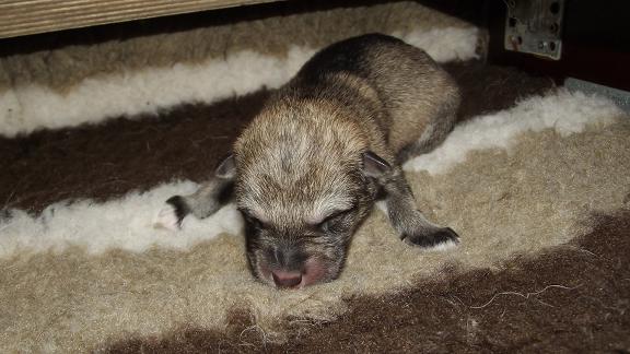 5. Wolfhund Welpe Citana, 504 g Geburtsgewicht
